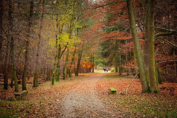 森の秋 — ストック写真