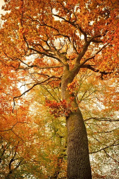 Podzimní dubu v lese — Stock fotografie