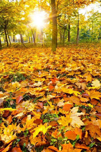 Zonnige herfst gebladerte — Stockfoto