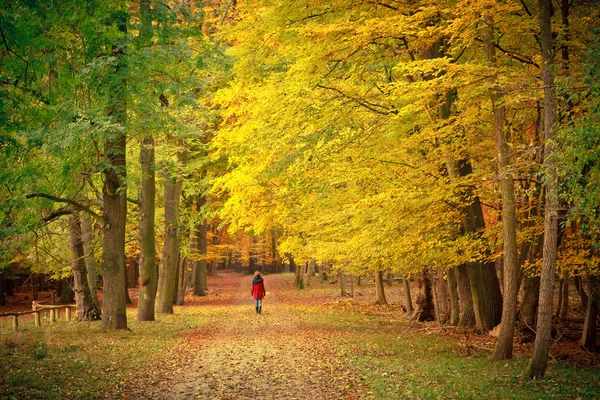 Walking in the autumn park — Stock Photo, Image