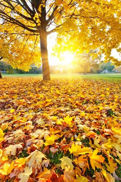 Ηλιόλουστη φύλλα το φθινόπωρο — Φωτογραφία Αρχείου