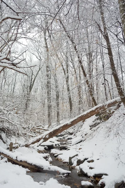 Stock image Rock Creek park at winter