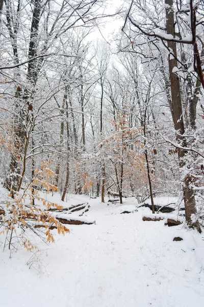 Winter park, Washington DC — Stock Photo, Image