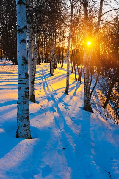 Sonnenuntergang im Winter Park — Stockfoto