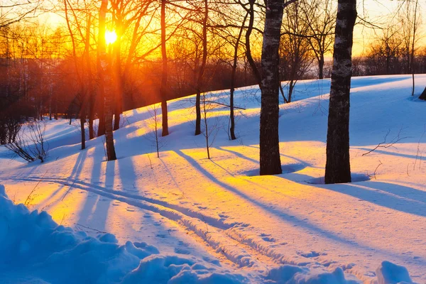 Sonnenuntergang im Winter Park — Stockfoto