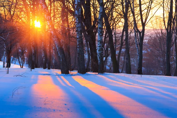 Sunset in winter park — Stock Photo, Image