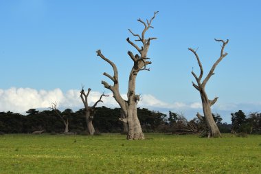 Dead trees and dandelions clipart