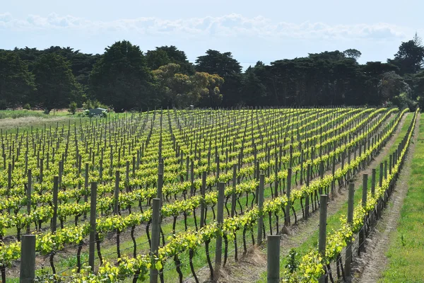 Vineyard in new season — Stock Photo, Image