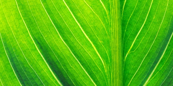 Calla leaf — Stock Photo, Image