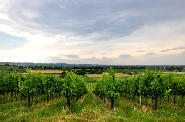 Wijngaarden en velden in bertinoro, Italië — Stockfoto