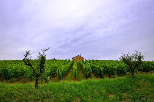 Vineyard and a lonely house in Bertinoro — Stock Photo, Image