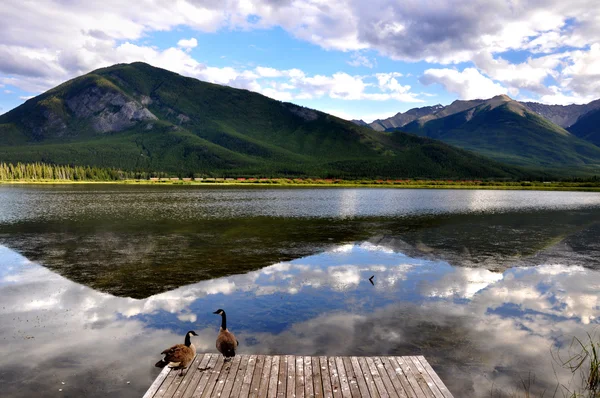 stock image Wild ducks and Vermillion Lake reflection