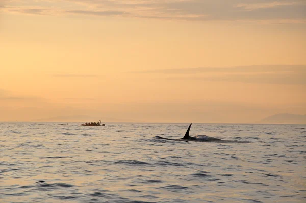 Killer whale swimming next to a boat at sunset time — Stock Photo, Image