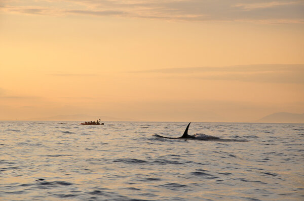 Killer whale swimming next to a boat at sunset time