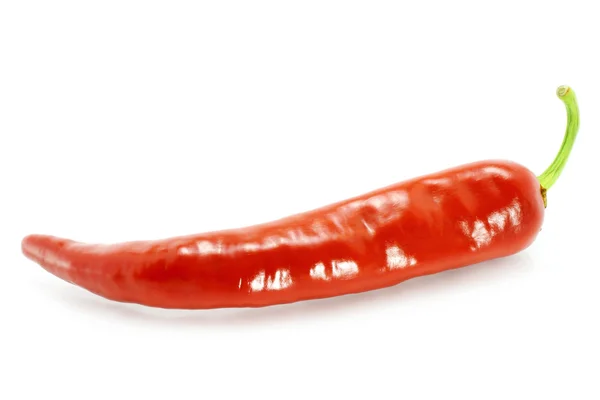 Één rode hot chili peppers — Stockfoto