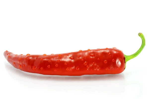 Één rode hete chili peppers met druppels — Stockfoto
