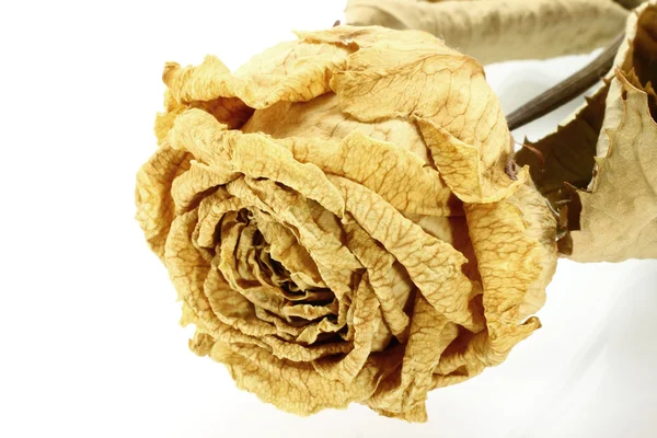 Suchy szczegół róża — Zdjęcie stockowe