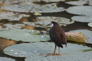 Ak göğüslü waterhen