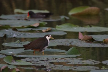 Ak göğüslü waterhen