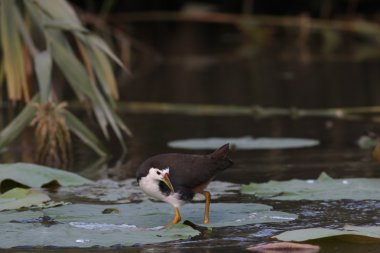 Ak göğüslü waterhen