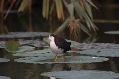 Ak göğüslü waterhen