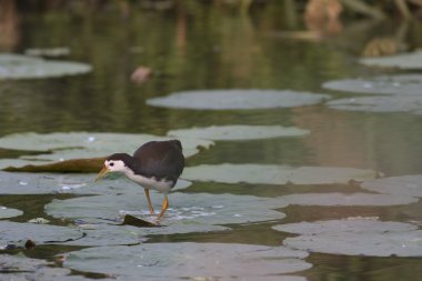 Ak göğüslü waterhen