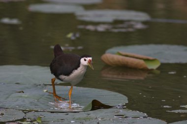 Ak göğüslü waterhen