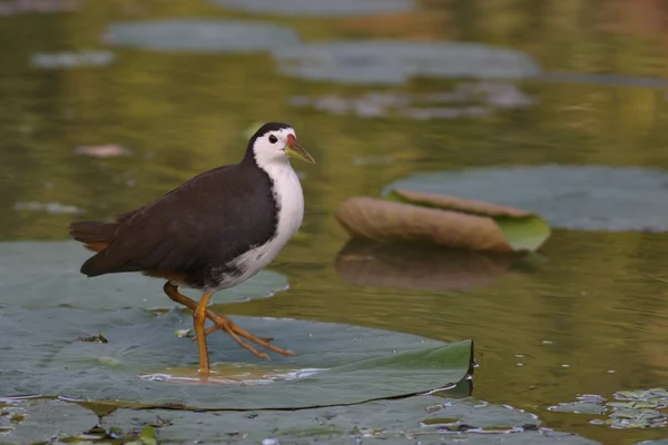 stock image White-breasted Waterhen