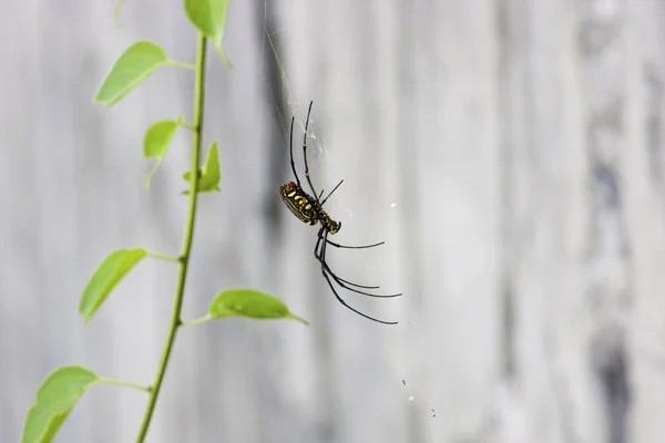 Grande Aranha — Fotografia de Stock