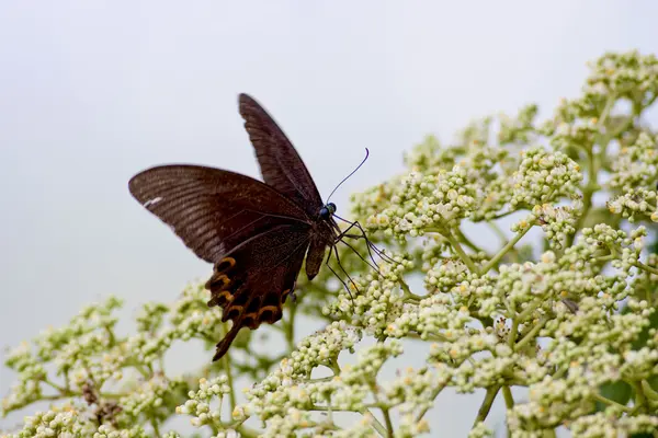 Borboleta — Fotografia de Stock