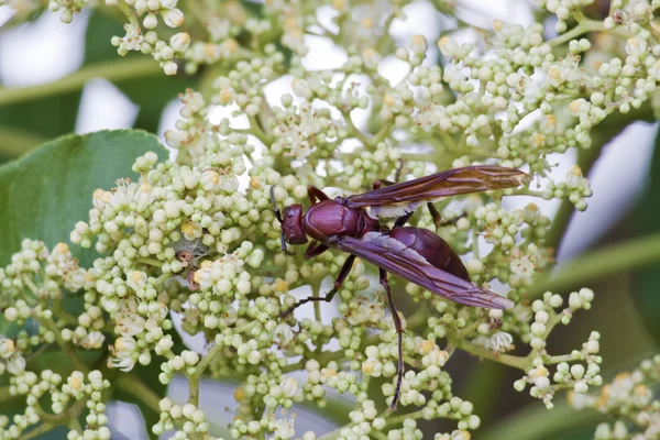 Colorful wasp — Stock Photo, Image