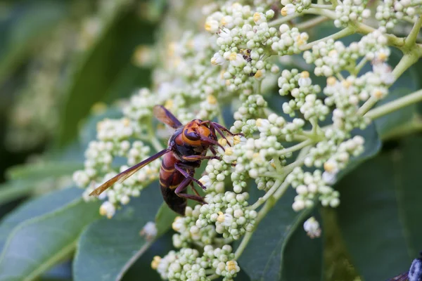Barevné wasp — Stock fotografie