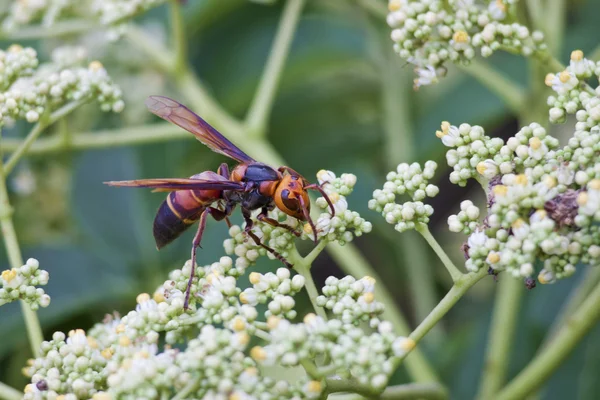 Colorful wasp — Stock Photo, Image