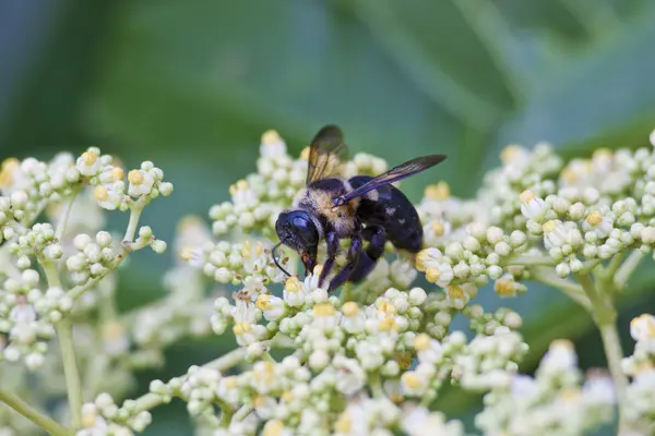 Barevné včely — Stock fotografie