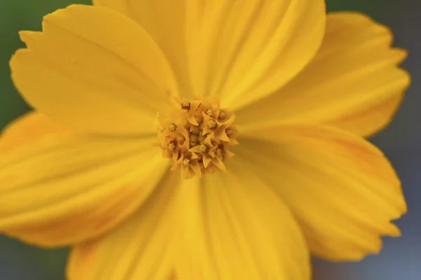 Kleurrijke bloem — Stockfoto