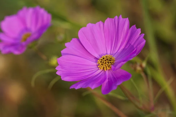 Bunte Blume — Stockfoto