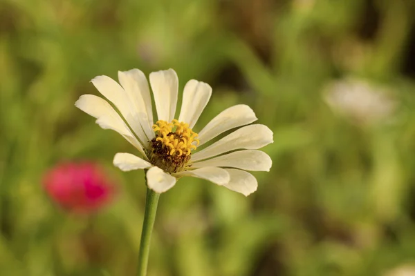 Kolorowy kwiat — Zdjęcie stockowe