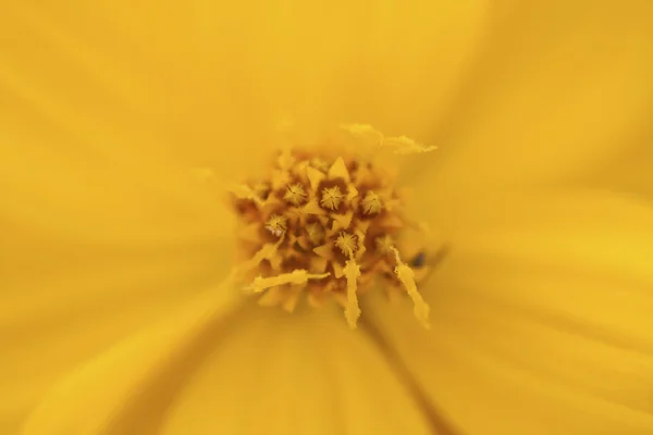 Цветок — стоковое фото