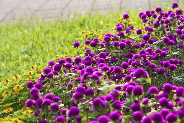 Kleurrijke bloem — Stockfoto