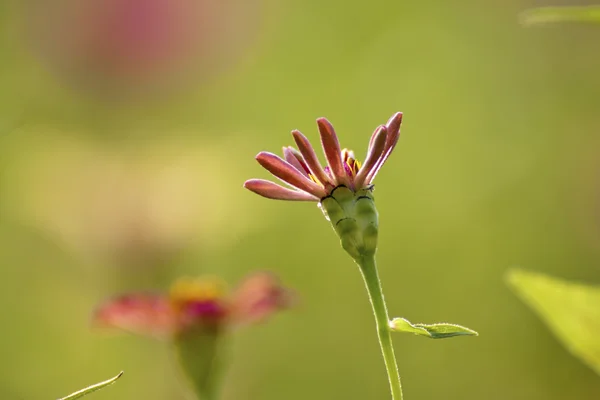 Барвистий квітка — стокове фото