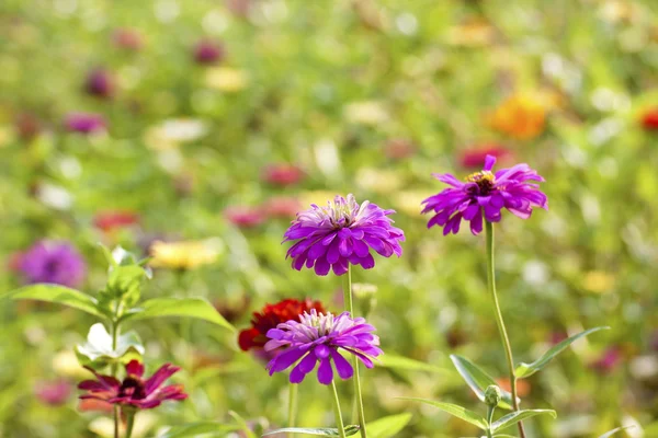 Värikäs kukka — kuvapankkivalokuva