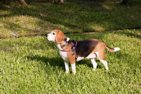 Câine drăguț — Fotografie, imagine de stoc