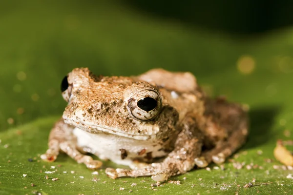 Meintein Tree Frog — Stock Photo, Image