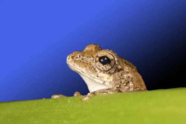 Meintein boomkikker — Stockfoto