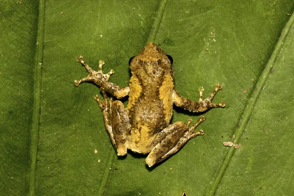 Meintein 나무 개구리 — 스톡 사진