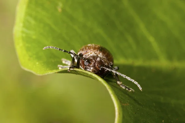 葉の甲虫 — ストック写真