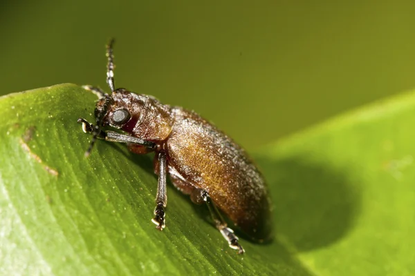 Leaf beetles — Stock Photo, Image