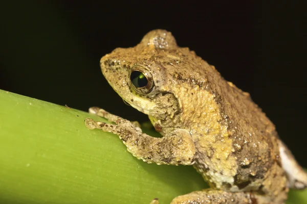 Meintein Tree Frog — Stock Photo, Image