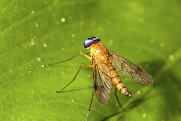 Помаранчевий horsefly — стокове фото