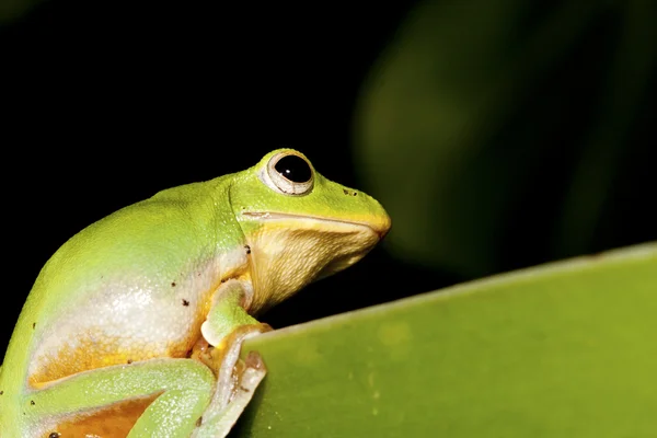 Taipei tree frog — Stock Photo, Image